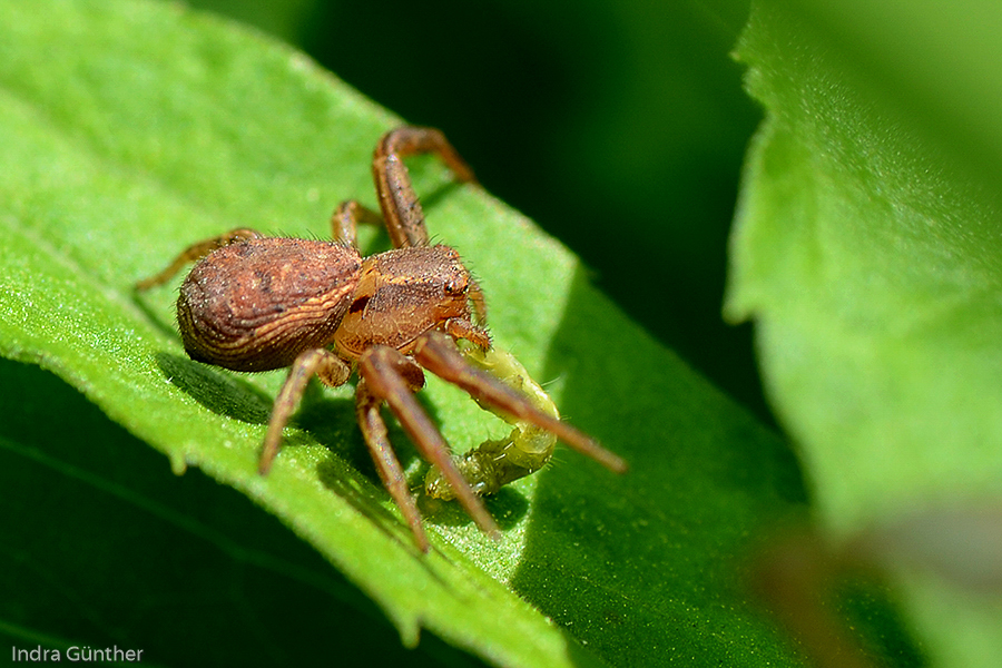 Wald-Krabbenspinne (Xysticus lanio) frißt Raupe