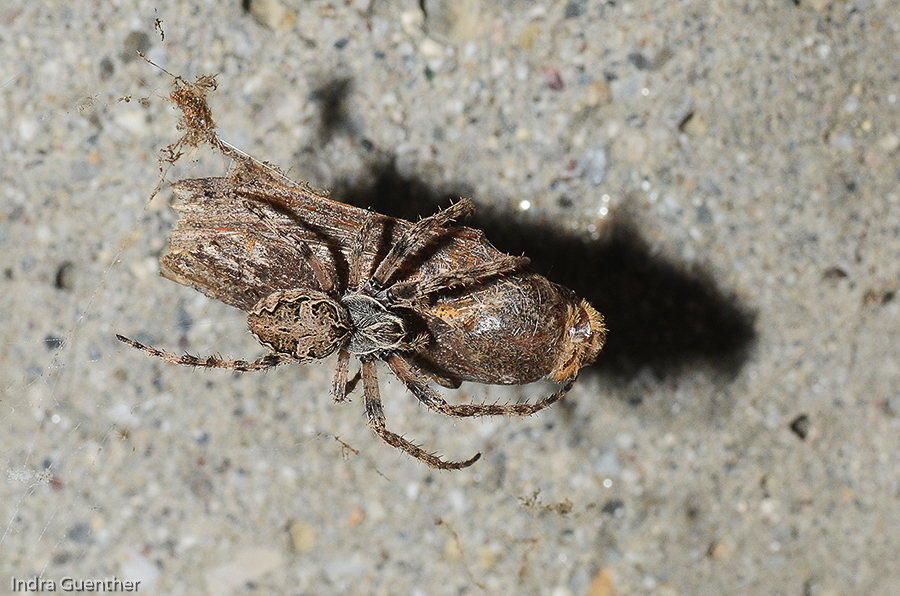 Brückenkreuzspinne (Larinioides scoloptarius) / Stadtgebiet Klagenfurt am Wörthersee, Kärnten/A, August 2014
