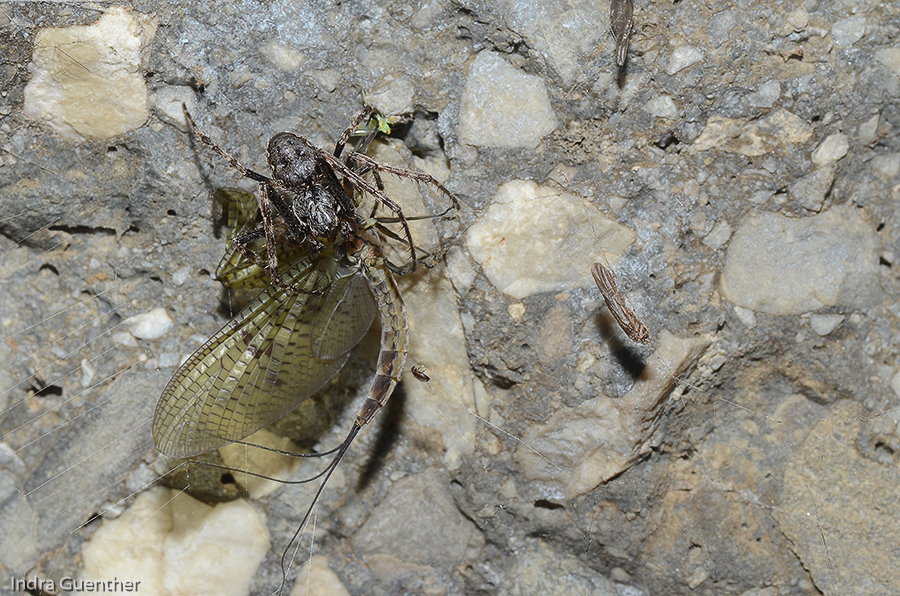 Spinne , Eintagsfliege / Stadtgebiet Klagenfurt am Wörthersee, Kärnten/A, Juli 2014