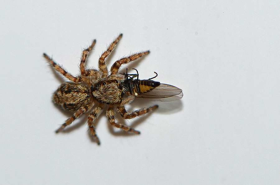 Salticidae, Wollige Mauerspringspinne ((Pseudeuophrys lanigera) / Stadtgebiet Klagenfurt am Wörthersee, Kärnten/A, Juni 2014