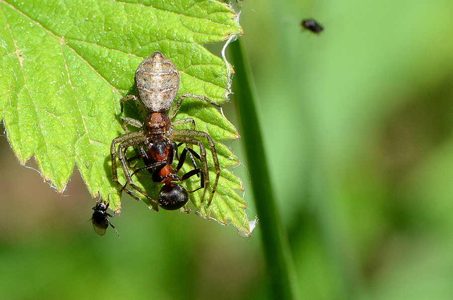 Thomisidae, Krabbenspinne (Tmarus piger-Krabbenspinne-(tmarus piger) / St. Georgen am Sandhof nördl. Klagenfurt am Wörthersee, Kärnten/A, Mai 2013