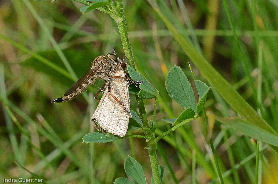 Raubfliege-(Asilidae ssp.) mit Schmetterling / St. Georgen am Sandhof nördl. Klagenfurt am Wörthersee, Kärnten/A, Juli 2015