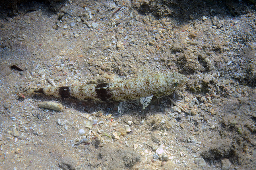 051-0-Graziler-%20Eidechsenfisch-(Surida%20%20gracilis)-2014-M-01-01-90