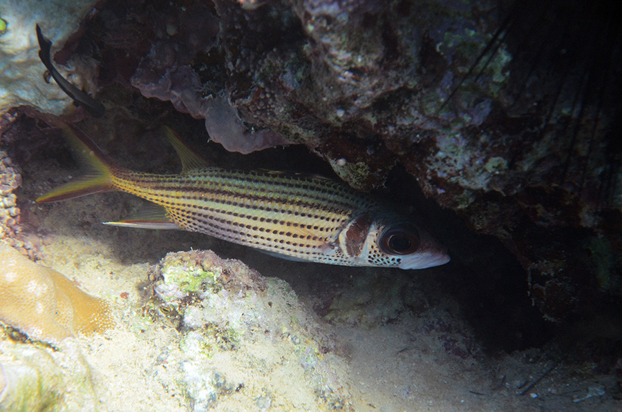 070-0-Blutfleckhusar-(Neoniphon%20sammara)-2014-M-01-01-90