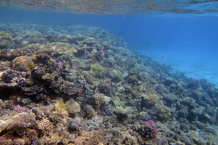 105-0-Korallenriff-2014-Makadi%20(2)-90