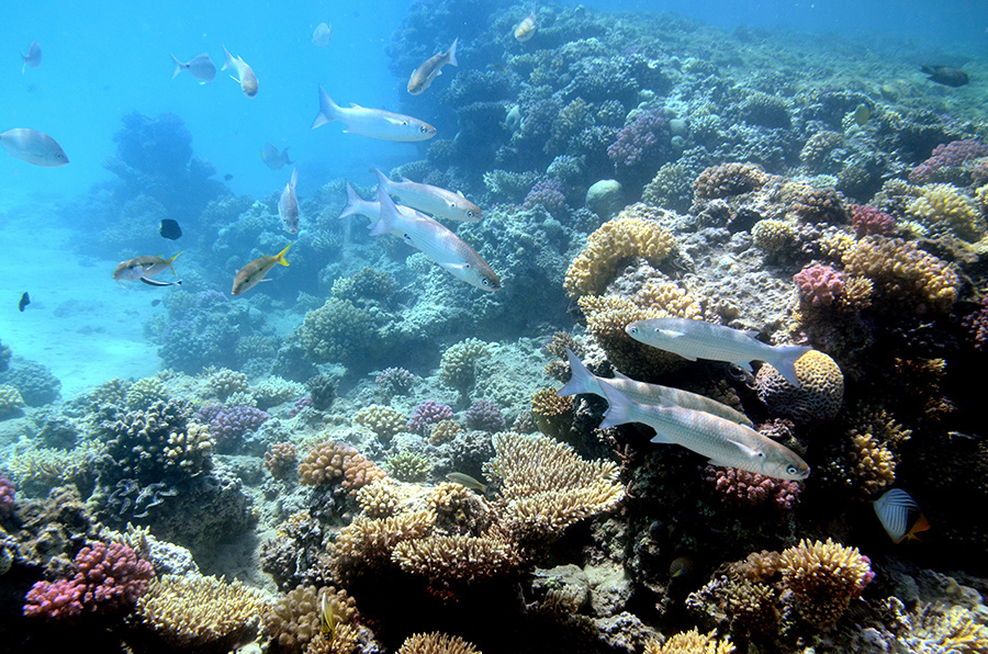 105-1-Korallenriff-2014-Makadi%20(14)-90