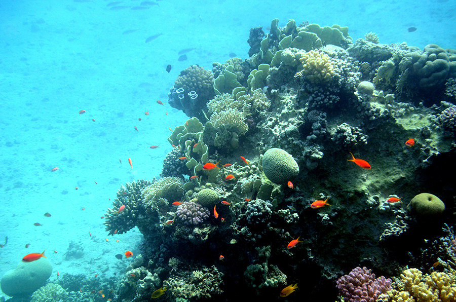 105-2-Korallenriff-2014-Makadi%20(20)-90