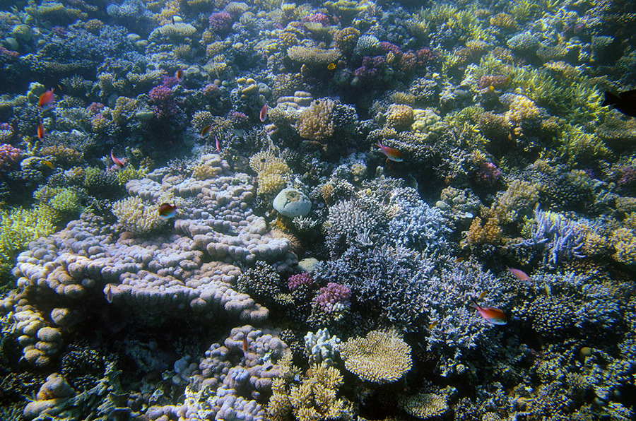 105-3-Korallenriff-2014-Makadi%20(22)-90
