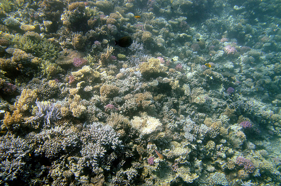 105-4-Korallenriff-2014-Makadi%20(26)-90