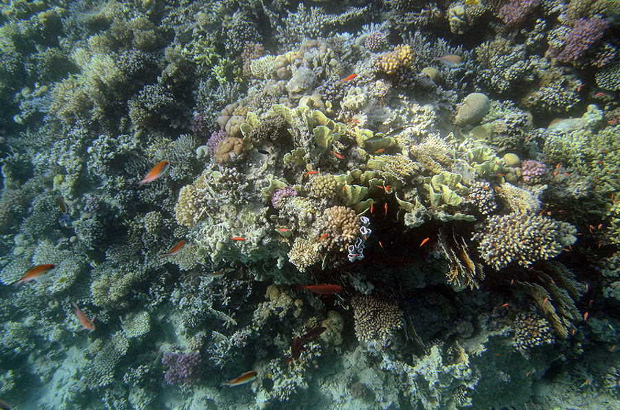 105-5-Korallenriff-2014-Makadi%20(32)-90