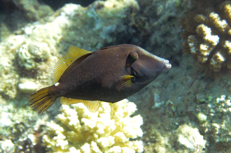 180-0-Netz-Feilenfisch-(Cantherinus%20pardalis)-2014-M-02-01-90