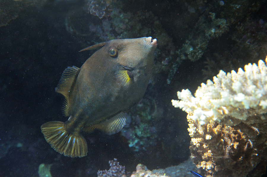 180-1-Netz-Feilenfisch-(Cantherinus%20pardalis)-2014-M-03-01-90