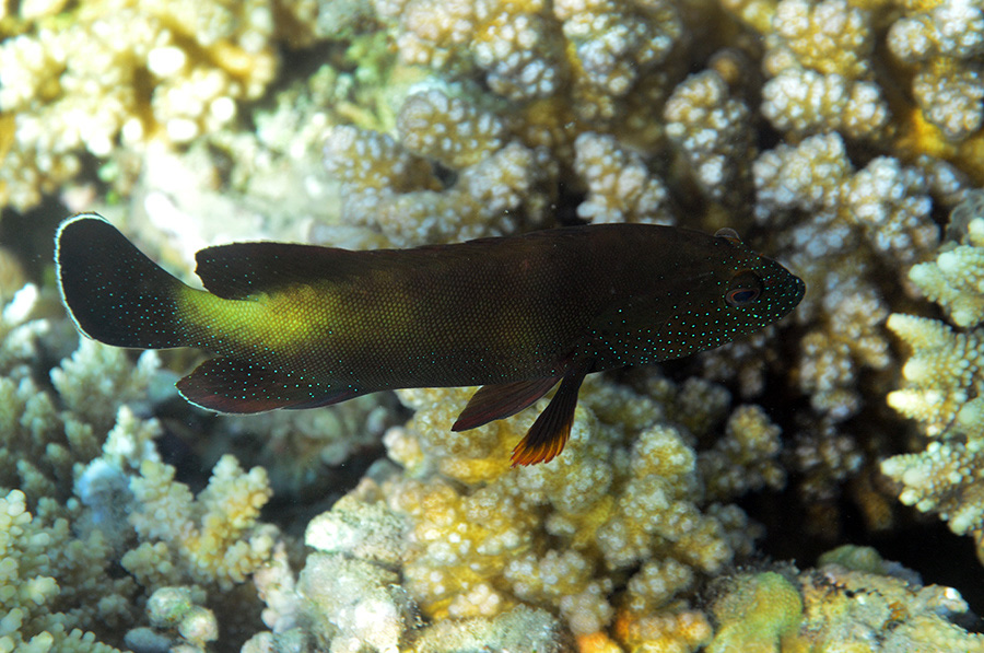206-0-Rotmeer-Zackenbarsch-(Cephalopholis%20hemistiktos)-2014-M-03-01-90