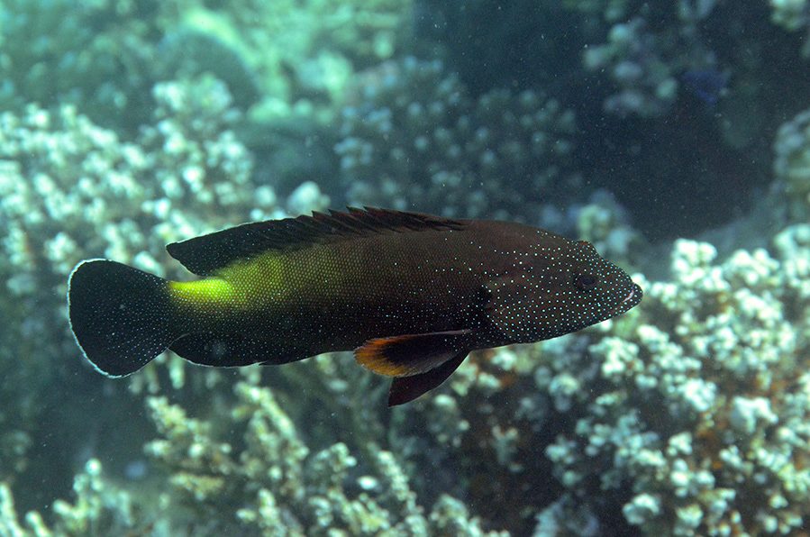 206-1-Rotmeer-Zackenbarsch-(Cephalopholis%20hemistiktos)-2014-M-04-01-90