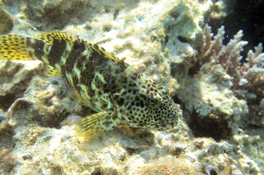 272-0-Riesen-Korallenwaechter-(Cirrhitus%20pinnulatus)-2014-M-03-01-90