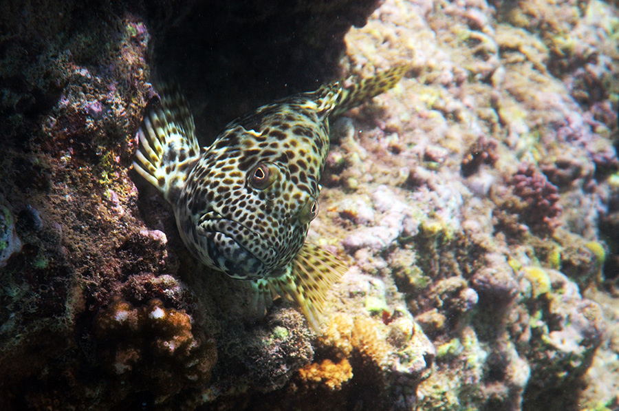 272-1-Riesen-Korallenwaechter-(Cirrhitus%20pinnulatus)-2014-M-01-01-90