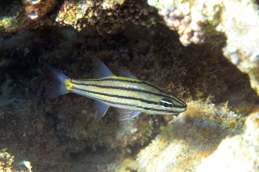 295-2-Fuenflinien-Kardinalbarsch-(Cheilodipterus%20quinquelineatus)-2014-M-02-01-90