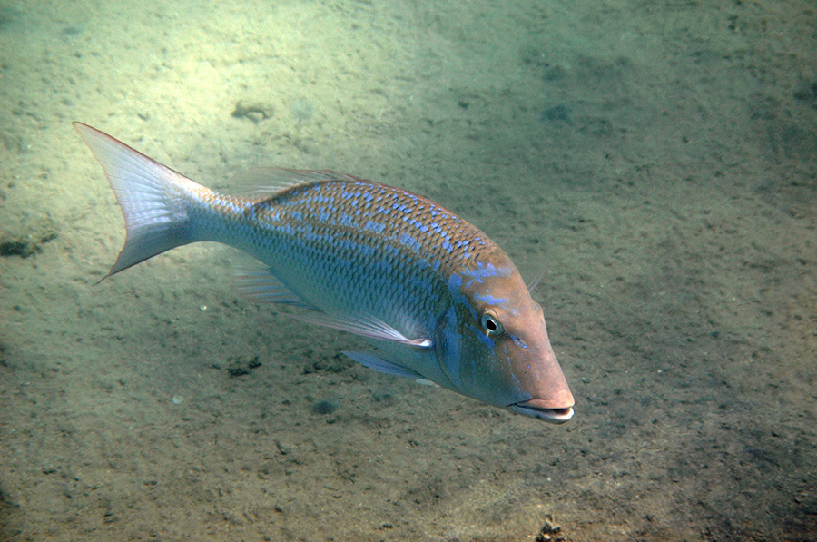 390-0-Blauschuppen-Strassenkehrer-(Lethrinus%20nebulosus)-2014-M-01-02-90