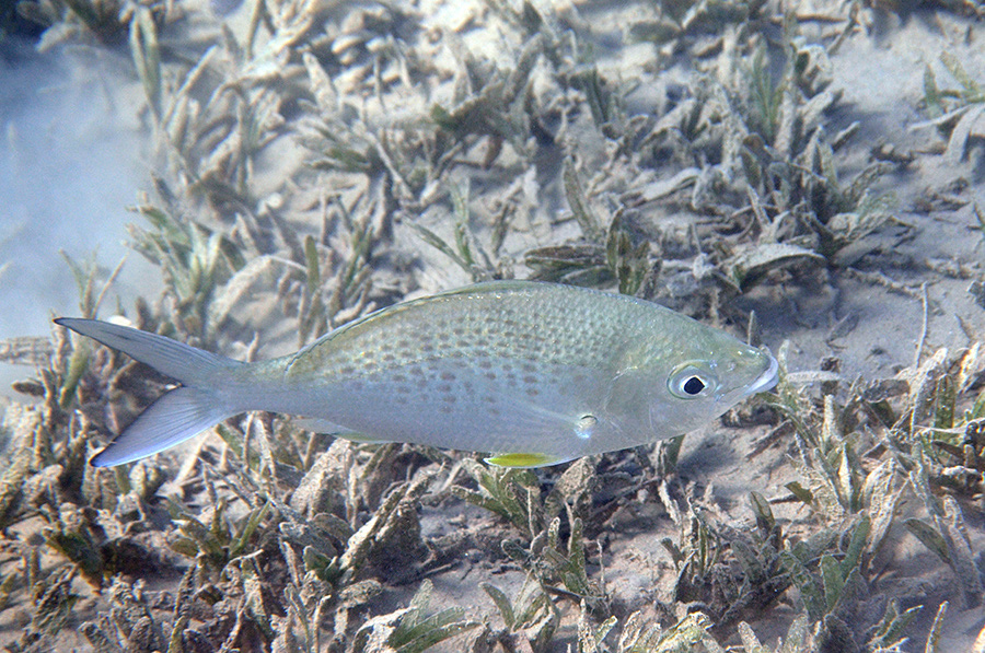 400-1-Langstachel-Silberling-(gerres%20longirostris)-2014-M-08-01-90