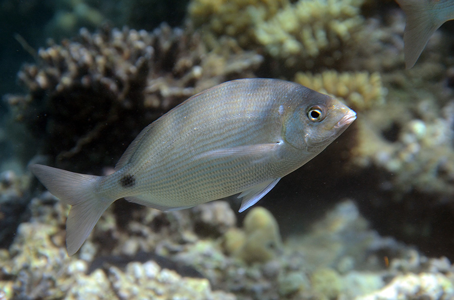 414-0-Meerbrasse-(Diplodus%20noct)-2014-M-01-01-90