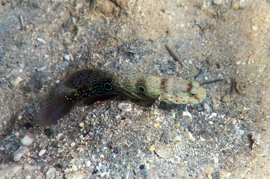 421-0-Augenfleck-Partnergrundel-(Cyptocentrus%20caeruleopunctatus)-2014-M-02-01-90