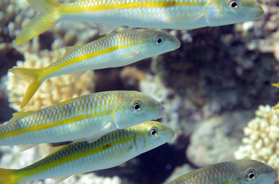 438-0-Seitenfleck-Barbe-(Mulloidichthys%20flavolineatus)-2014-M-01-01-01