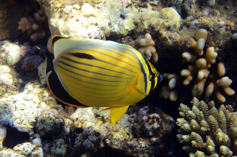 484-1-Rotmeer-Rippenfaltrerfisch-(Chaetodon%20austriacus)-2014-M-03-01-90