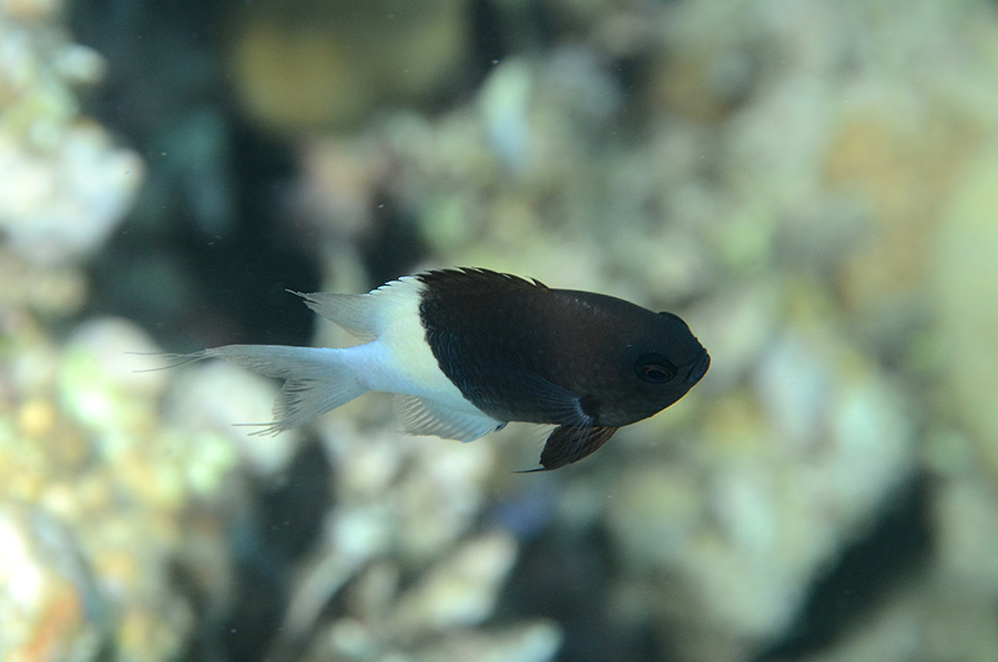 539-0-Indischer%20Zweifarben-Chromis-(Chromis%20dimidiata)-2014-M-02-01-90