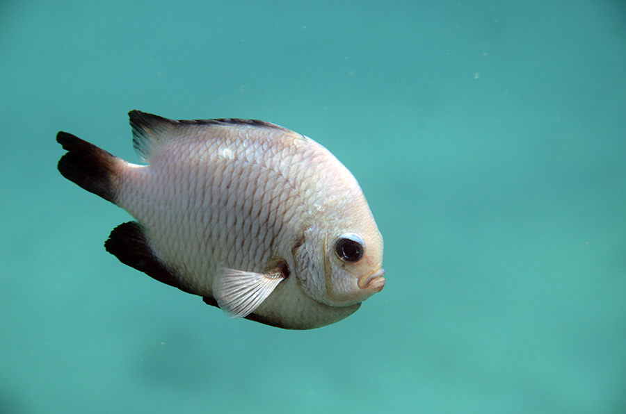 549-0-Dreifleck-Preussenfisch-(Dascyllus%20trimaculatus)-2014-M-02-01-90