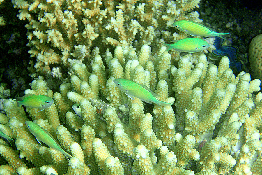 551-0-blaugruene-chromis-04-01-90