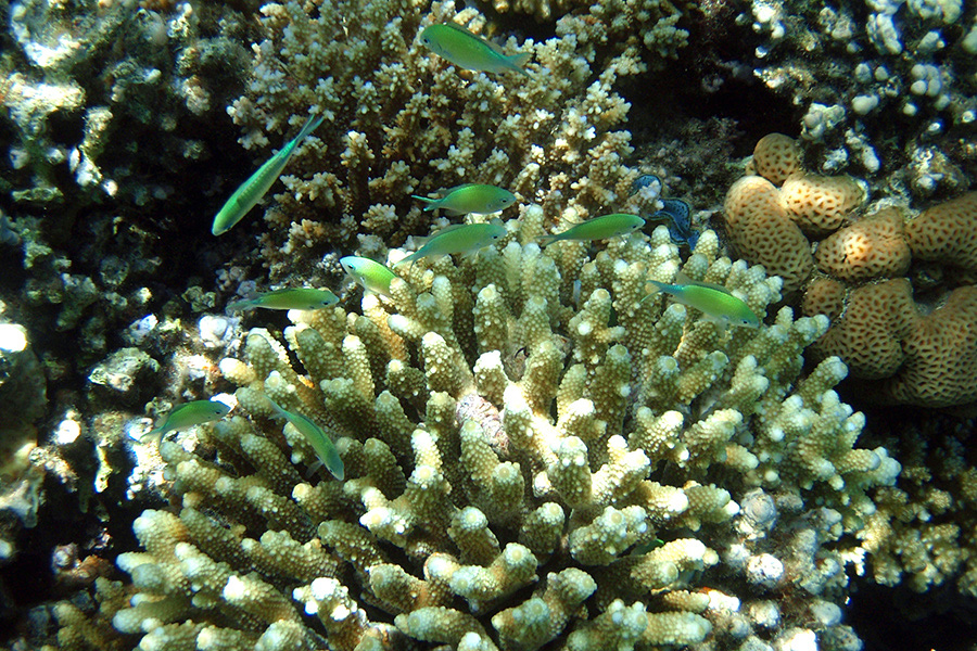 551-1-blaugruene-chromis-08-01-90