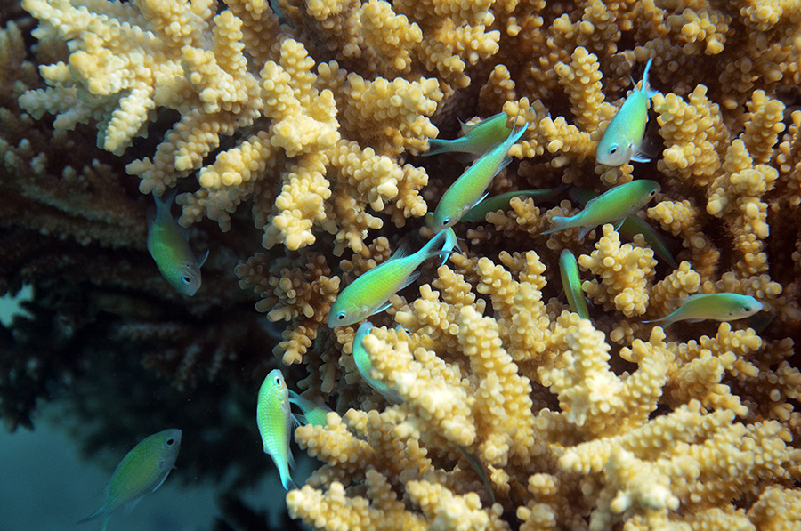 551-2-Blaugruene%20Chromis-(Chromis%20viridis)-2014-M-02-01-90