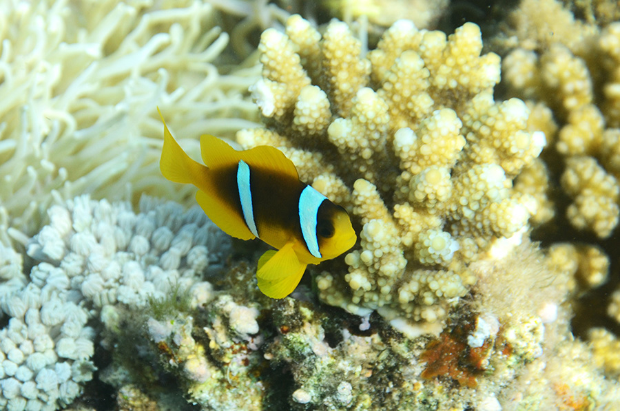 560-1-Rotmeer-Anemonenfisch-(Amphiprion%20bicinctus)-2014-M-04-01-90