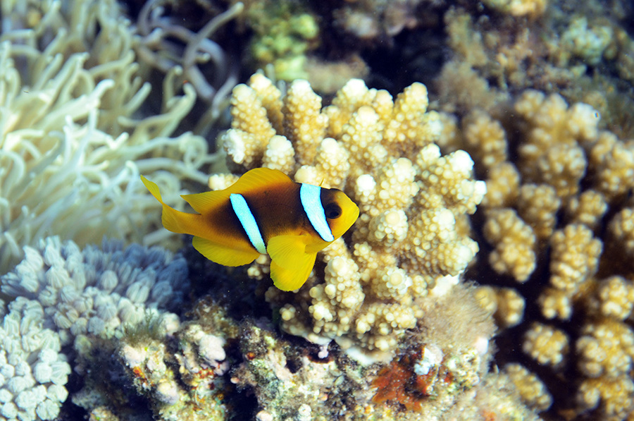 560-2-Rotmeer-Anemonenfisch-(Amphiprion%20bicinctus)-2014-M-05-01-90