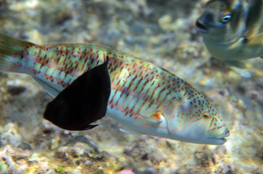600-1-Brandungs-Junker-(Thalassoma%20purpureum)-weib-2014-M-04-01-90