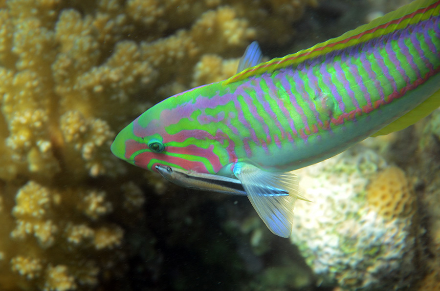 601-2-Rotmeer-Jujnker-(Thalassoma%20rueppellii)-2014-M-02-01-90