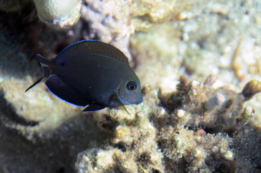 724-0-Goldtupfen-Doktorfisch-(Acanthurus%20nigrofuscus)-2014-M-01-01-90