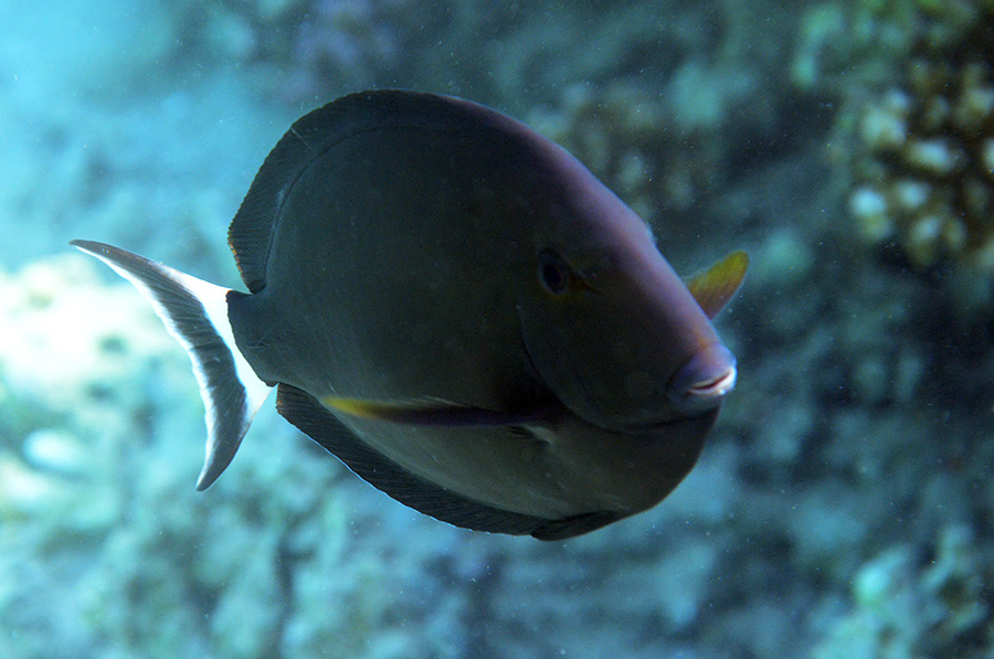 727-0-Moenchs-Doktorfisch-(Acanthurus%20gahhm)-2014-M-01-01-90