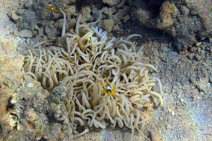 896-0-Blasenanemone-(Entacmaea%20quadricolor)-2014-M-04-01-90