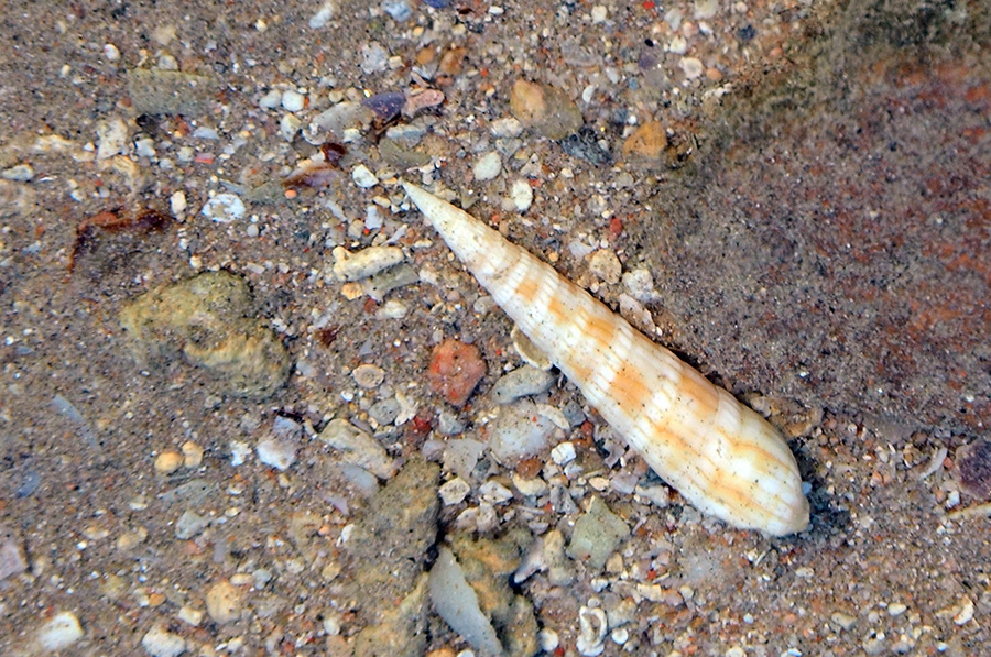 914-0-Schraubenschnecke-(Terebridae)-2014-M-01-01-90