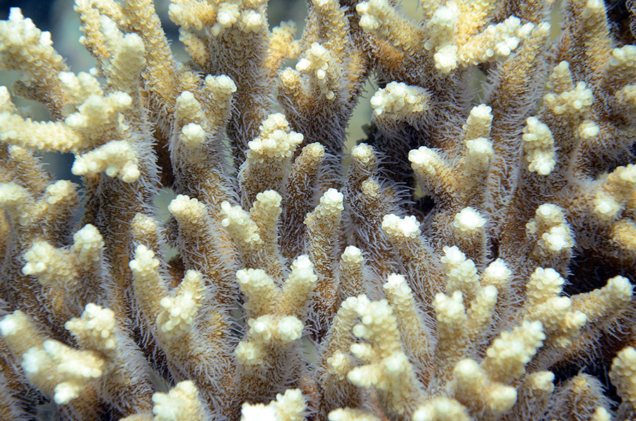 962-0-Geweihkoralle-(Acropora%20sp.)-2014-M-01-01-90