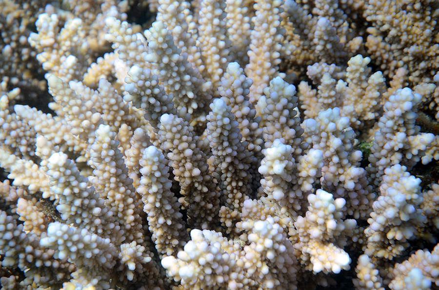 962-2-Geweihkoralle-(Acropora%20sp.)-2014-M-02-01-90