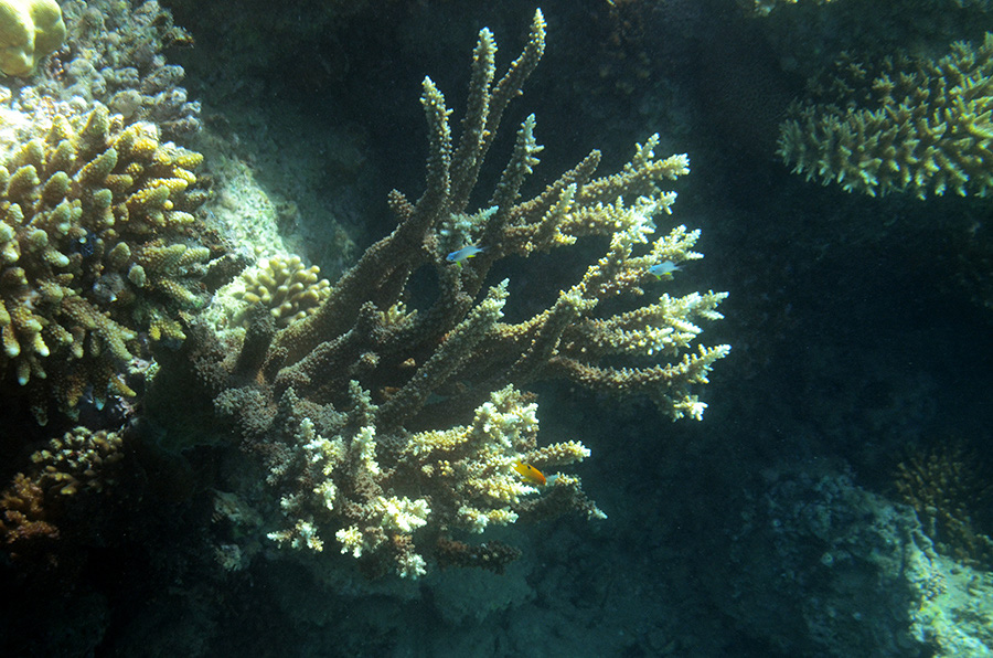 976-6-Hemprichs%20Geweihkoralle-(Acropora%20hemprichii)-2014-M-03-01-90