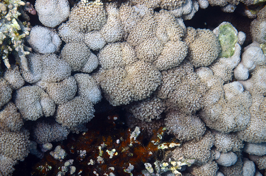 985-5-Margariten-Koralle-(Goniopora%20planulata)-2014-M-01-01-90