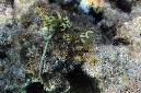 1020-1-Saegeblatt-Kriechsprossalge-(Caulerpa%20serrulata)-2014-M-03-01-90