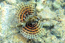 110-1-Kurzflossen-Zwergfeuerfisch-(Dendrochirus%20brachypterus)-2014-M%20(32)-01