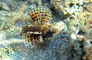 110-3-Kurzflossen-Zwergfeuerfisch-(Dendrochirus%20brachypterus)-2014-M%20(36)-90