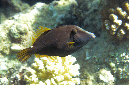 180-0-Netz-Feilenfisch-(Cantherinus%20pardalis)-2014-M-02-01-90