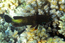 206-0-Rotmeer-Zackenbarsch-(Cephalopholis%20hemistiktos)-2014-M-03-01-90