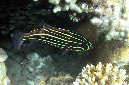 242-0-Sechsstreifen-Seifenbarsch-(Grammistes%20sexlineatus)-2014-M-03-01-90